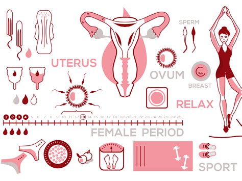 Menstrual Cycle Illustration By Oksana So On Dribbble
