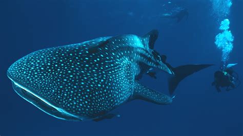 Wallpaper Divers Coral Reef Stingray Whale Shark X Px Marine Biology Deep Sea