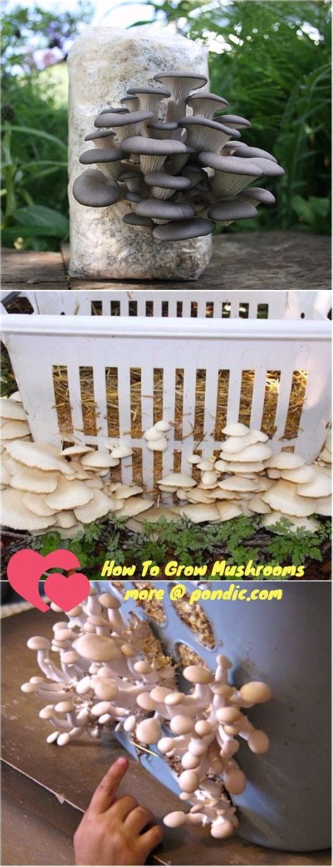 Cut the ends into small pieces. How To Grow Mushrooms At Home - Pondic