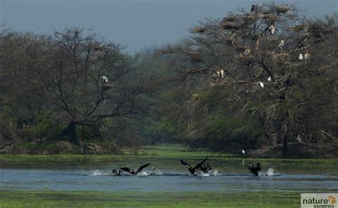 Keoladeo National Park Best Time To Visit Indian National Parks Wildlife Photography