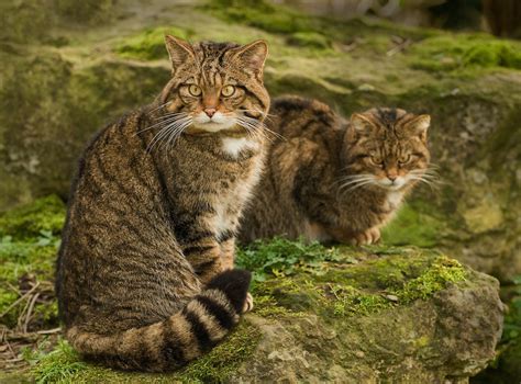 Scottish Wildcat An Endangered Ancient Cat Species With