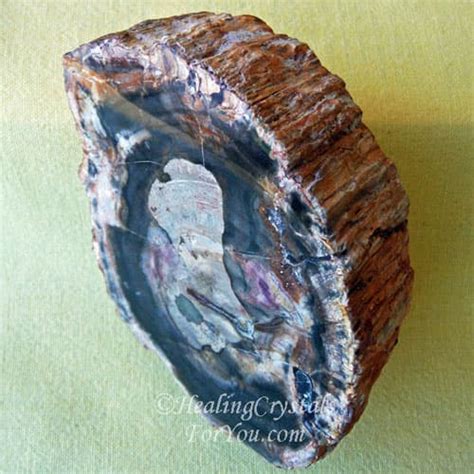 Petrified Wood Meaning Properties And Powers