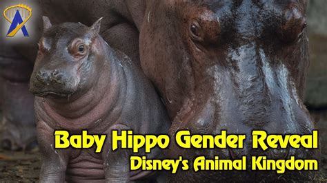 Mydisneyfix Baby Hippo Gender Reveal At Disneys Animal Kingdom