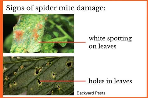 Signs Of Spider Mite Damage Spider Mites Aphids Plant Pests