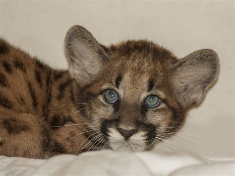 Naples Zoo Caring For Second Rescued Florida Panther Kitten From Lehigh