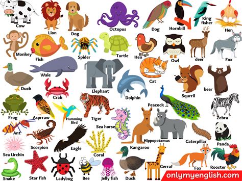 Animals Name In English Types Of Animals And Pictures Onlymyenglish