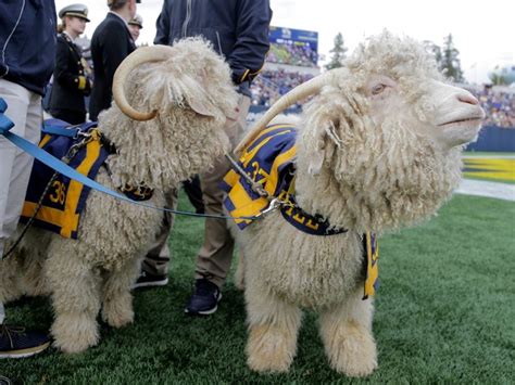 Army Nabs Navy Goat Mascots In 2nd Heist Before Rivalry Game Nyt