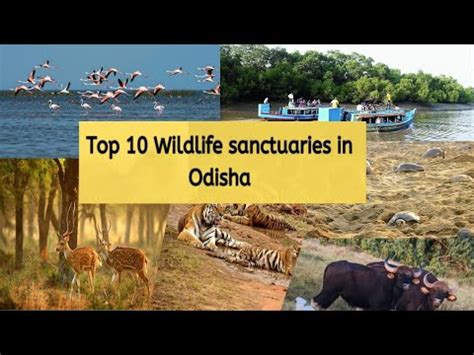 Top Wildlife In Odisha Wildlife Sanctuary In Odisha Top
