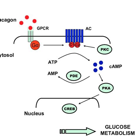 Camp Signaling Pathway The Activation Of The G Protein Coupled