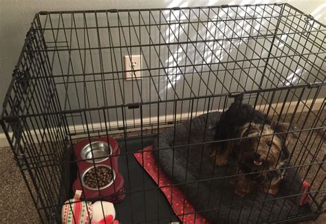 Crate Re Training Crates Dog Crate Yorkie