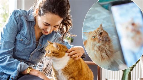 Cat Owners Take 7 Photos Of Their Pets Every Day New Study Finds Heart