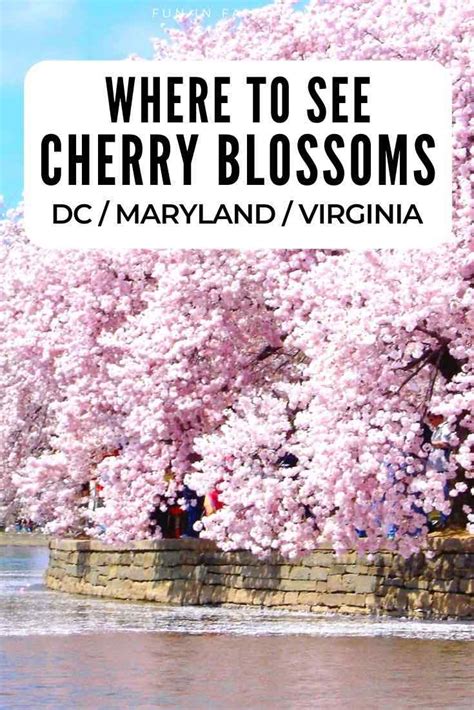 Where To See Cherry Blossoms In Virginia Dc And Maryland Cherry
