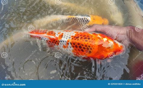 Jumbo Koi Fish In The Mudpond Stock Photo Image Of Mudpond Jumbo