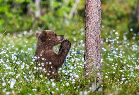 Praying Brown Bear Cub In The Summer Forest Among White Flowers Stock