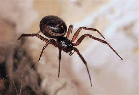 Harmless Noble False Widow Spider Can Actually Send You To The Hospital