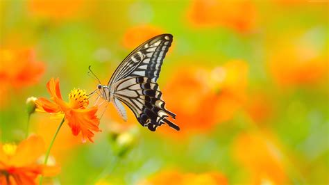 Beautiful Butterfly Butterfly Sits On An Orange Flower