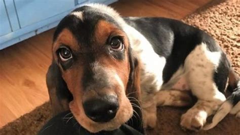 14 Reasons Basset Hounds Are Not The Friendly Dogs Everyone Says They