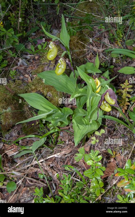 Orchid Ladys Slipper Cypripedium Calceolus The Largest Of The