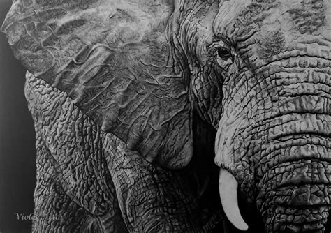 African Elephant Print Violet Astor
