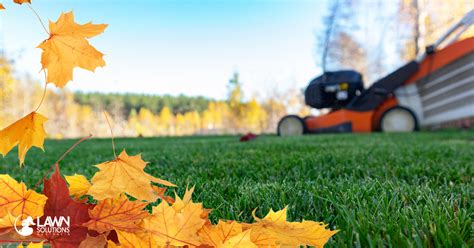 The Autumn Lawn Care Guide Lawn Solutions Australia