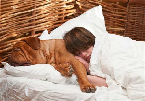5 Great Reasons To Let Your Dog Sleep In Bed With You Go Viral