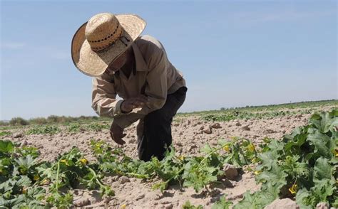 Campesinos Del Norte De México Recurren Al Whatsapp Para No Parar En