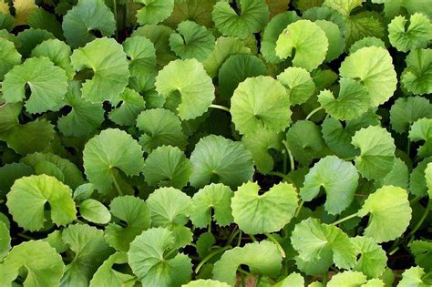 The common houseplant epipremnum aureum, also known as pothos, was once classified under the genus pothos. March 2014 | KERALA NATURE AND AYURVEDA