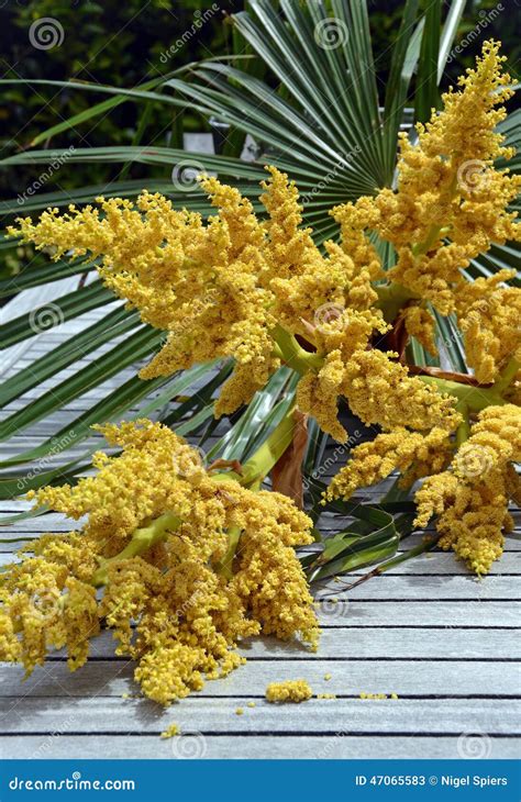 Windmill Palm Tree Spring Flowers In Christchurch Garden Stock Photo