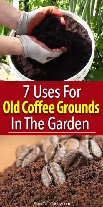 Ground coffee also keeps soils that don't have much water in them, such as desert soil, moist. 7 Uses For Coffee Grounds On Plants In The Garden