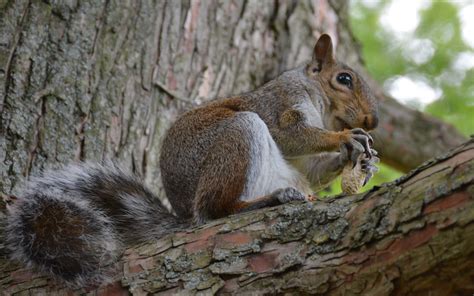 Squirrel Eating Nut On Tree Hd Wallpaper Wallpaper Flare