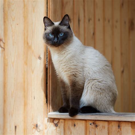 Siamese Cat Breed Facts Traits Health Vets Choice