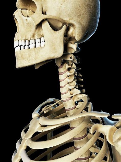 Skull And Cervical Spine Photograph By Scieproscience Photo Library