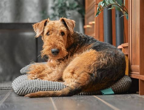 15 Interesting Facts About Airedale Terriers