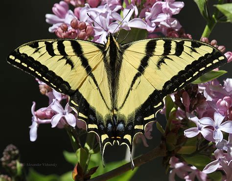 Western Tiger Swallowtail Papilio Rutulus Taken At Desca Flickr