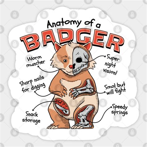 Badger Anatomy Badger Sticker Teepublic