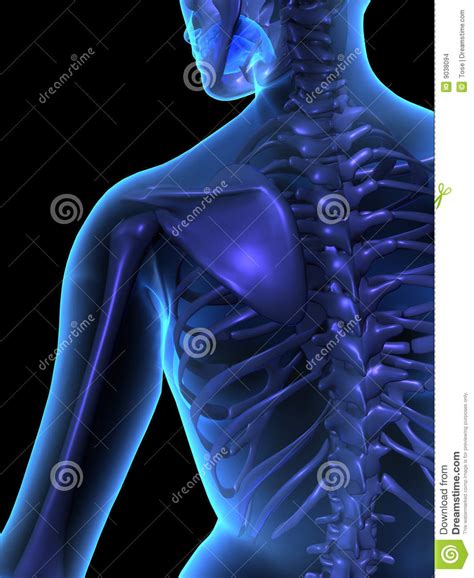 See more ideas about human body, human, body. X-ray Illustration Of Female Human Body And Skelet Stock Images - Image: 9038094