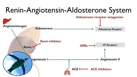 Renin Angiotensin Aldosterone System Video Bokep Ngentot