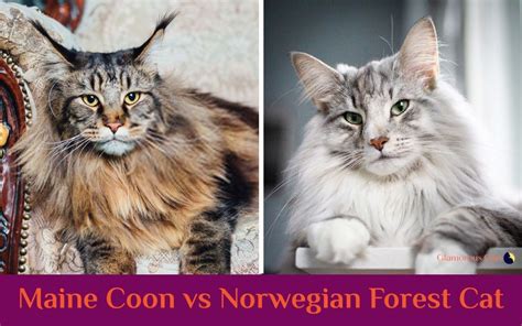 Pin On Maine Coon Cat Breeds Facts