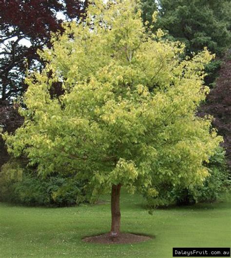 Another plant known to be dangerous and poisonous is the desert willow. Maple Box Elder - Acer Negundo | Fast growing trees, Shade ...