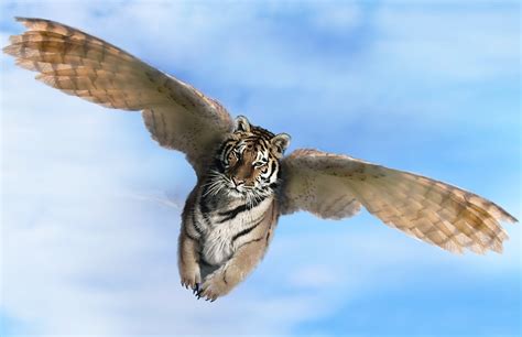 Flying Tiger 080808 This Is A Photo Manipulated Picture Flickr