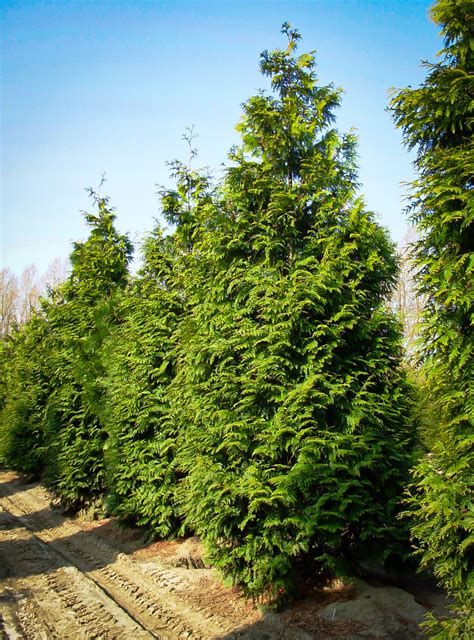 Maybe you would like to learn more about one of these? Excelsa Giant Arborvitae For Sale Online | The Tree Center