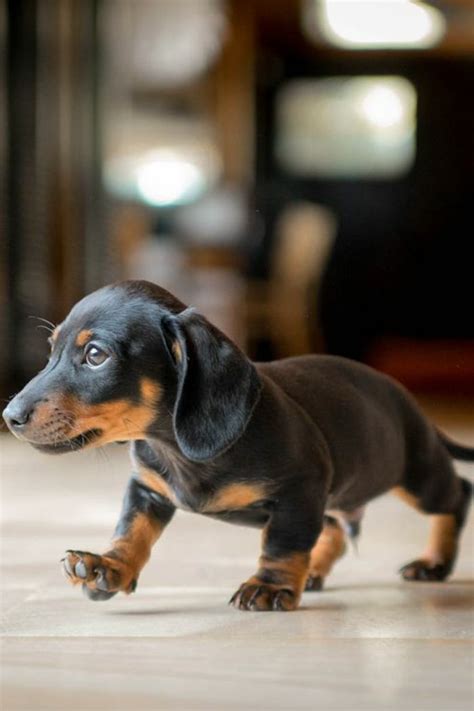 A Small Black And Brown Puppy Running Across A Tile Floor