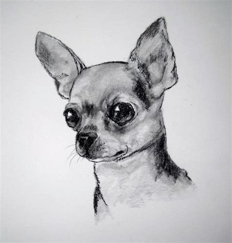 Imágenes De Perros Chihuahua Para Colorear