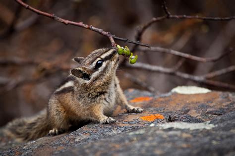 Canada Chipmunk Chipmunks Small Pets Animals