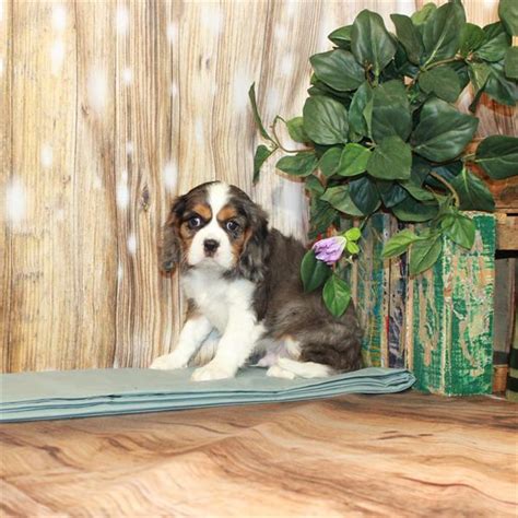 Cavalier King Charles Spaniel Puppy Blue Merle Tan Id3572 Located At