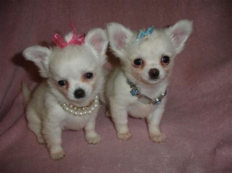 Exquisite Micro Tiny Teacup Kc Registered White Long Haired Chihuahua