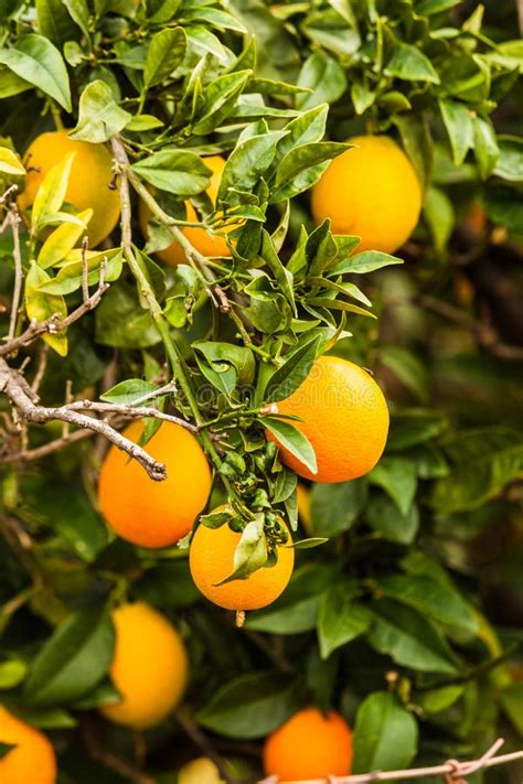 Green Tree With Raw Growing Oranges Stock Image Image Of Environment