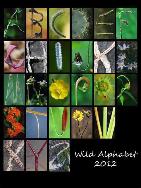 Nature Plants Alphabet Letter Art Photography Alphabet Art