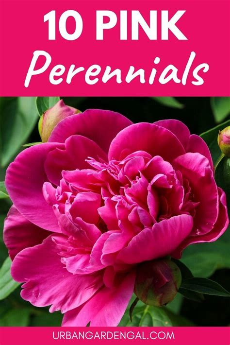 10 Stunning Pink Perennial Flowers In 2020 Pink Perennials Flowers