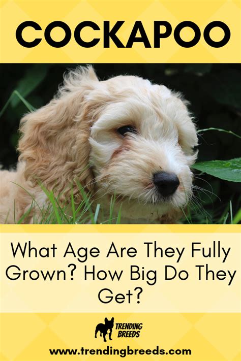 How Long Does It Take For A Cockapoo To Be Fully Grown